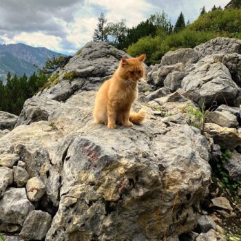 Wandern und Yoga, Spiritwanderung, Katze in den Bergen