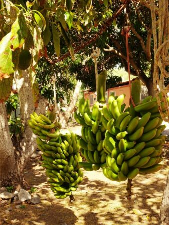 Bananen El Cabrito - Ökofinca