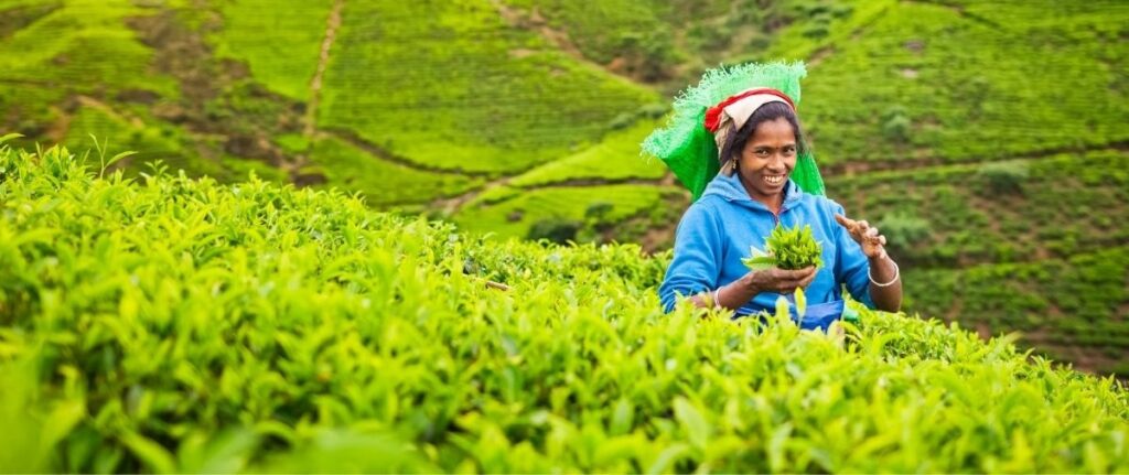 Sri Lanka teeplantage