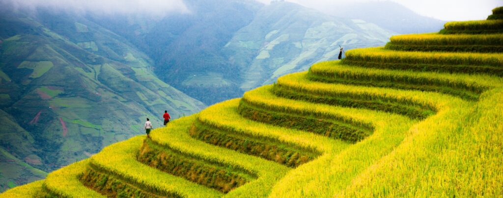Reis-Terrassen in Vietnam