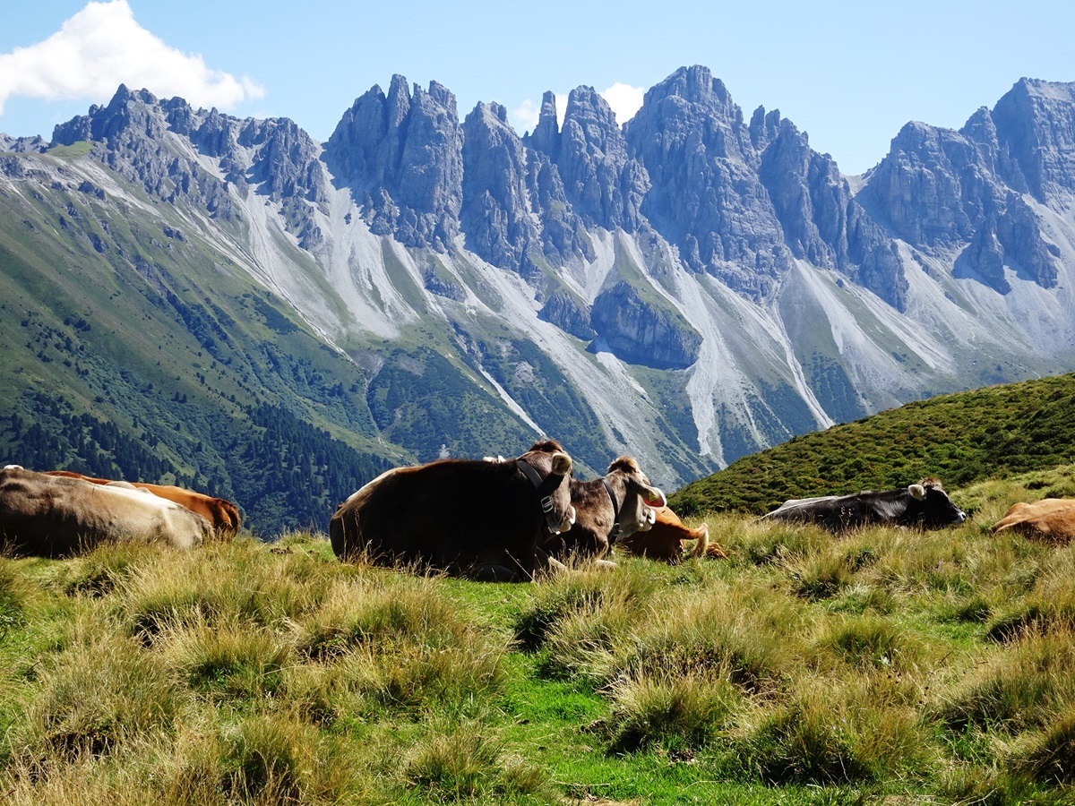 Kühe am Berg - Yoga -Wandern - Kematen - Tirol
